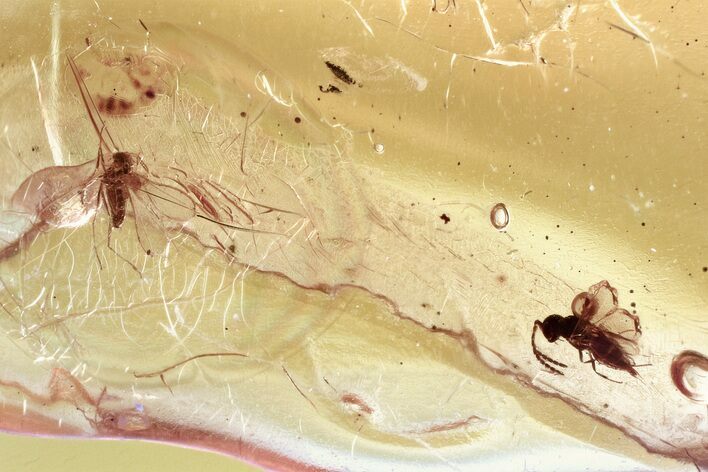 Fossil Wasp (Megaspilidae) and Gall Midge In Baltic Amber #328125